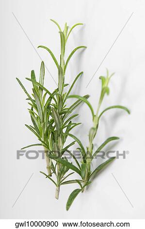 Close-up of a sprig of rosemary View Large Photo Image Stock Image - Close-up of a sprig of rosemary. Fotosearch