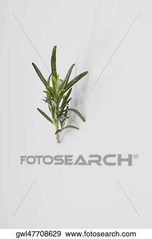 Close-up of a sprig of rosemary View Large Photo Image Stock Photo - Close-up of a sprig of rosemary. Fotosearch