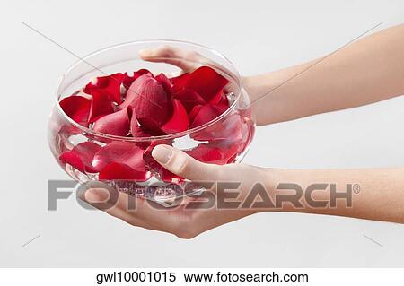 Close-up of a woman's hands holding a bowl of rose petals View Large Photo Image Stock Photography - Close-up of a woman's hands holding a bowl of rose petals. Fotosearch