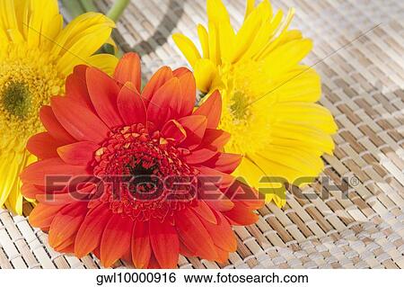 Close-up of Daisy flowers on a bamboo mat View Large Photo Image Stock Photograph - Close-up of Daisy flowers on a bamboo mat. Fotosearch