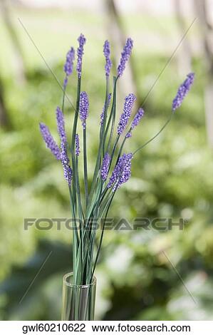 Close-up of lavender flowers in a vase View Large Photo Image Stock Image - Close-up of lavender flowers in a vase. Fotosearch