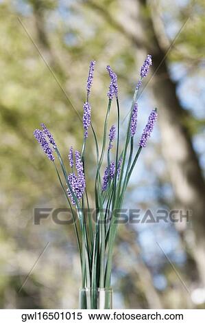 Close-up of lavender flowers in a vase View Large Photo Image Stock Photography - Close-up of lavender flowers in a vase. Fotosearch