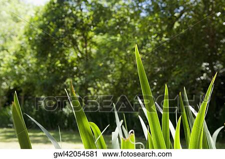 Close-up of plants in a park View Large Photo Image Stock Image - Close-up of plants in a park. Fotosearch