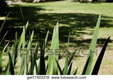 Stock Photograph - Close-up of plants in a park. Fotosearch