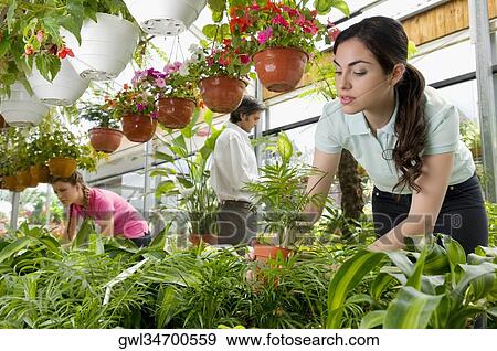 Stock Photo - Customers choosing plants in a greenhouse. Fotosearch