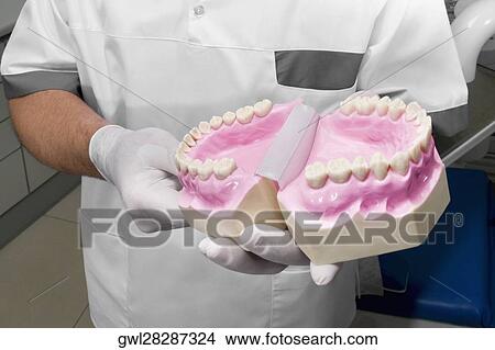 Dentist holding a set of dentures View Large Photo Image Picture - Dentist holding a set of dentures. Fotosearch