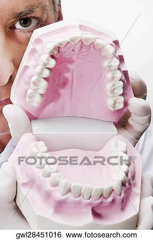 Dentist holding a set of dentures View Large Photo Image Stock Photograph - Dentist holding a set of dentures. Fotosearch