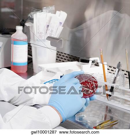 Doctor researching in a laboratory View Large Photo Image Stock Photo - Doctor researching in a laboratory. Fotosearch