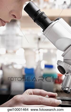 Female doctor working on a microscope in a laboratory View Large Photo Image Picture - Female doctor working on a microscope in a laboratory. Fotosearch