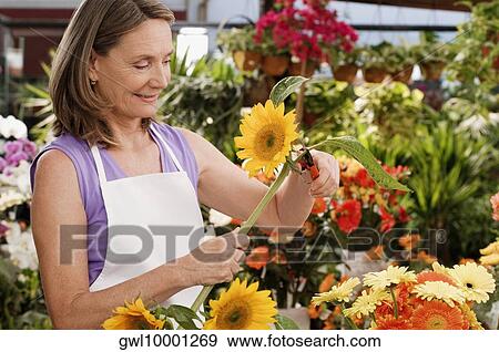 Female florist pruning flowers View Large Photo Image Stock Photo - Female florist pruning flowers. Fotosearch