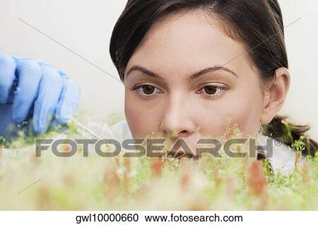 Stock Image - Female scientist researching on plants in a laboratory. Fotosearch
