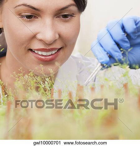 Female scientist researching on plants in a laboratory View Large Photo Image Stock Image - Female scientist researching on plants in a laboratory. Fotosearch
