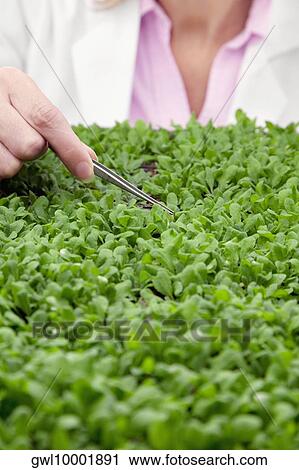 Female scientist researching on plants in a laboratory View Large Photo Image Stock Image - Female scientist researching on plants in a laboratory. Fotosearch
