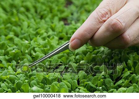 Female scientist researching on plants in a laboratory View Large Photo Image Stock Photo - Female scientist researching on plants in a laboratory. Fotosearch