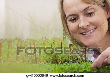 Female scientist researching on plants in a laboratory View Large Photo Image Stock Photo - Female scientist researching on plants in a laboratory. Fotosearch
