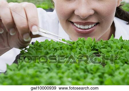 Female scientist researching on plants in a laboratory View Large Photo Image Stock Photo - Female scientist researching on plants in a laboratory. Fotosearch