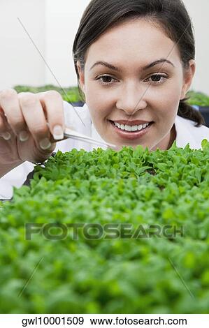 Stock Photo - Female scientist researching on plants in a laboratory. Fotosearch