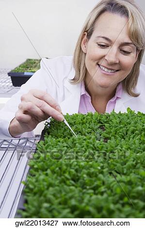 Stock Photo - Female scientist researching on plants in a laboratory. Fotosearch