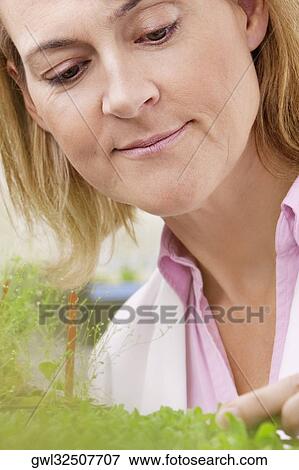 Female scientist researching on plants in a laboratory View Large Photo Image Stock Photo - Female scientist researching on plants in a laboratory. Fotosearch
