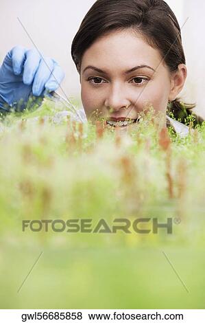 Female scientist researching on plants in a laboratory View Large Photo Image Stock Photo - Female scientist researching on plants in a laboratory. Fotosearch