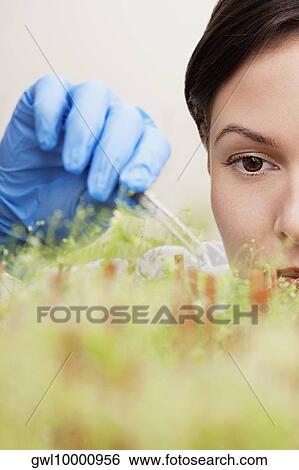 Female scientist researching on plants in a laboratory View Large Photo Image Stock Photograph - Female scientist researching on plants in a laboratory. Fotosearch