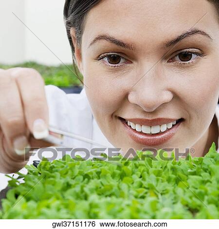 Stock Photograph - Female scientist researching on plants in a laboratory. Fotosearch