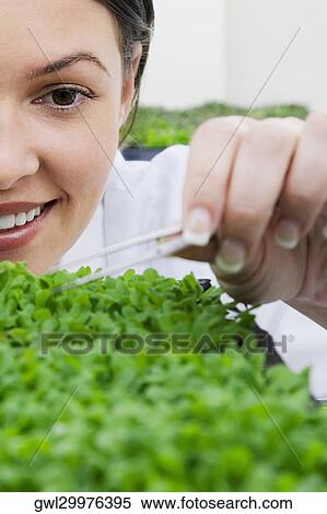 Female scientist researching on plants in a laboratory View Large Photo Image Stock Photography - Female scientist researching on plants in a laboratory. Fotosearch