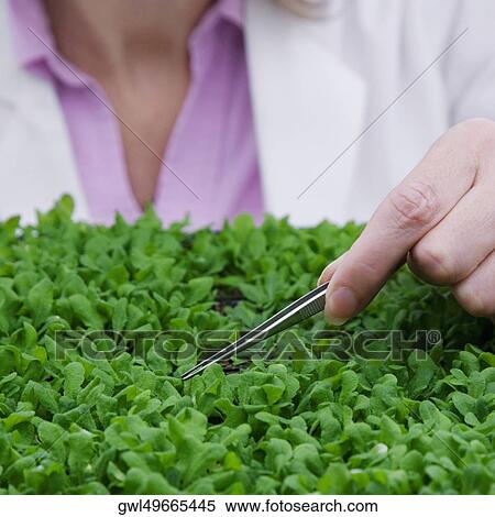 Stock Photography - Female scientist researching on plants in a laboratory. Fotosearch