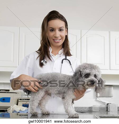 Female vet cutting a dog's hair View Large Photo Image Stock Image - Female vet cutting a dog's hair. Fotosearch