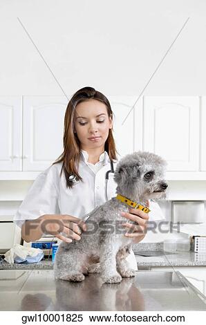 Female vet cutting a dog's hair View Large Photo Image Stock Photography - Female vet cutting a dog's hair. Fotosearch