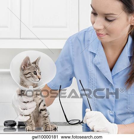 Female vet examining a cat View Large Photo Image Stock Image - Female vet examining a cat. Fotosearch