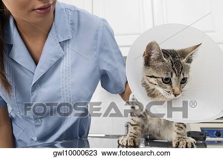 Female vet examining a cat View Large Photo Image Stock Image - Female vet examining a cat. Fotosearch
