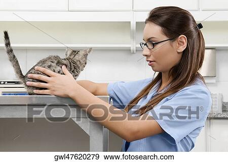 Female vet examining a cat View Large Photo Image Stock Photo - Female vet examining a cat. Fotosearch