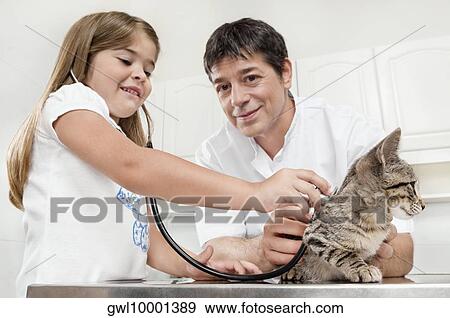 Girl with a vet examining a cat View Large Photo Image Stock Photo - Girl with a vet examining a cat. Fotosearch
