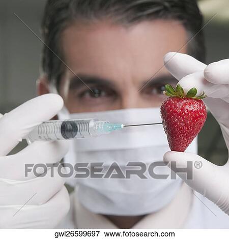Stock Photo - Lab technician injecting into a strawberry. Fotosearch