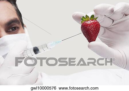 Lab technician injecting into a strawberry View Large Photo Image Stock Photograph - Lab technician injecting into a strawberry. Fotosearch