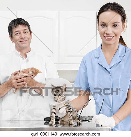 Male and a female vet examining cats View Large Photo Image Stock Photo - Male and a female vet examining cats. Fotosearch