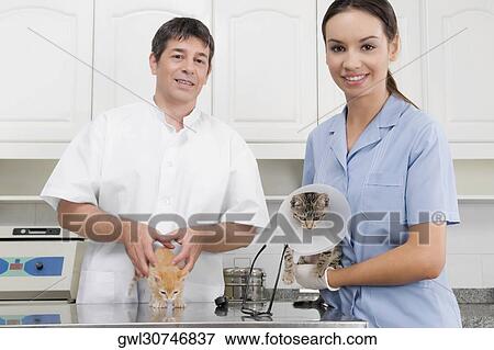 Male and a female vet examining cats View Large Photo Image Stock Photo - Male and a female vet examining cats. Fotosearch