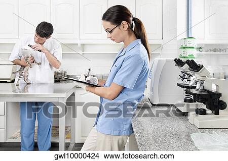 Male vet examining a cat while female vet writing prescription View Large Photo Image Picture - Male vet examining a cat while female vet writing prescription. Fotosearch