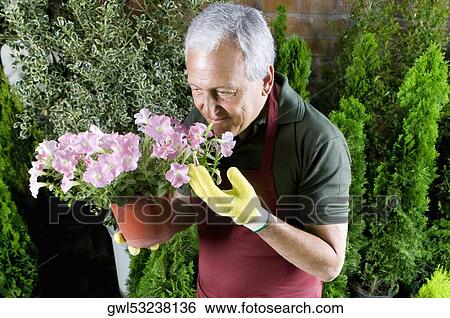 Man smelling flowers in a greenhouse View Large Photo Image Stock Photograph - Man smelling flowers in a greenhouse. Fotosearch