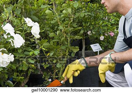 Man working in a greenhouse View Large Photo Image Stock Image - Man working in a greenhouse. Fotosearch