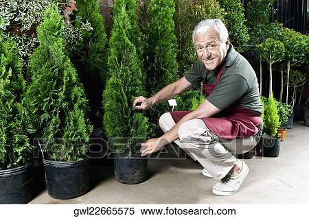 Stock Photography - Man working in a greenhouse. Fotosearch