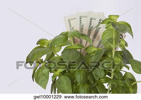 Stock Photo - Money growing on a plant. Fotosearch