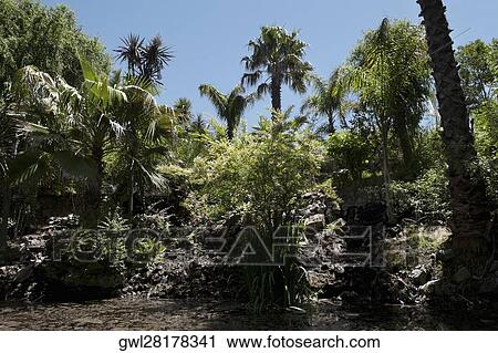 Palm trees in a park View Large Photo Image Stock Image - Palm trees in a park. Fotosearch