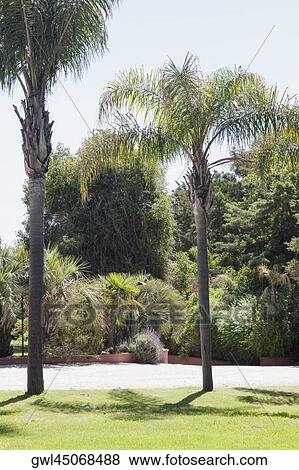 Palm trees in a park View Large Photo Image Stock Photo - Palm trees in a park. Fotosearch