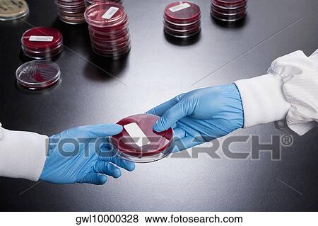 Petri dish in two doctors' hands View Large Photo Image Stock Photo - Petri dish in two doctors' hands. Fotosearch