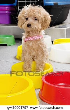 Puppy sitting in a dog bowl in a supermarket View Large Photo Image Stock Photo - Puppy sitting in a dog bowl in a supermarket. Fotosearch
