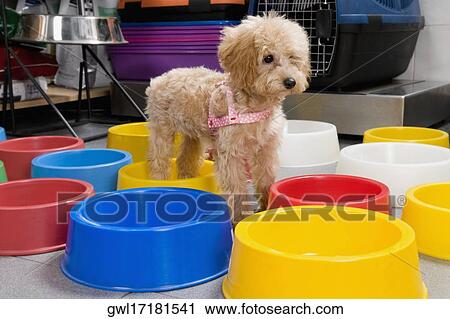 Puppy standing near dog bowls in a supermarket View Large Photo Image Stock Image - Puppy standing near dog bowls in a supermarket. Fotosearch