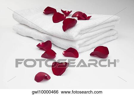 Rose petals on towels View Large Photo Image Stock Photograph - Rose petals on towels. Fotosearch
