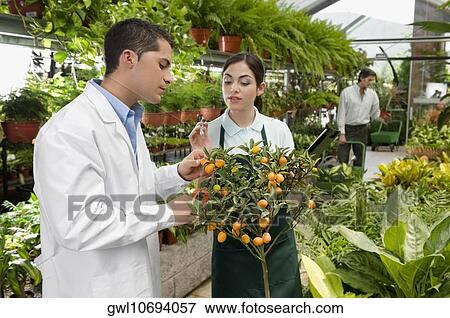 Scientist examining a plant in a greenhouse View Large Photo Image Stock Photo - Scientist examining a plant in a greenhouse. Fotosearch